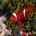 anemonefish_spinecheek_mid_h_0705_png1310.jpg
